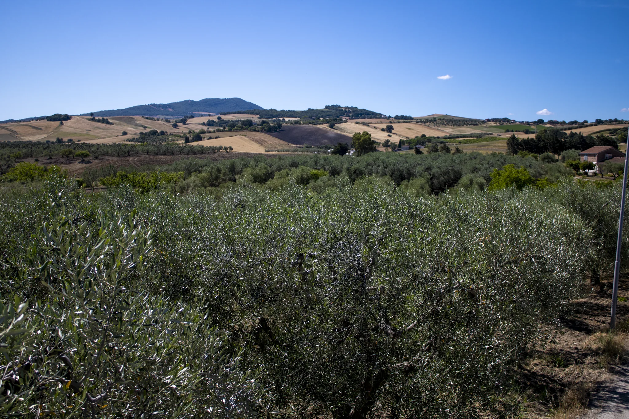 Uliveto sulle colline di Tricarico